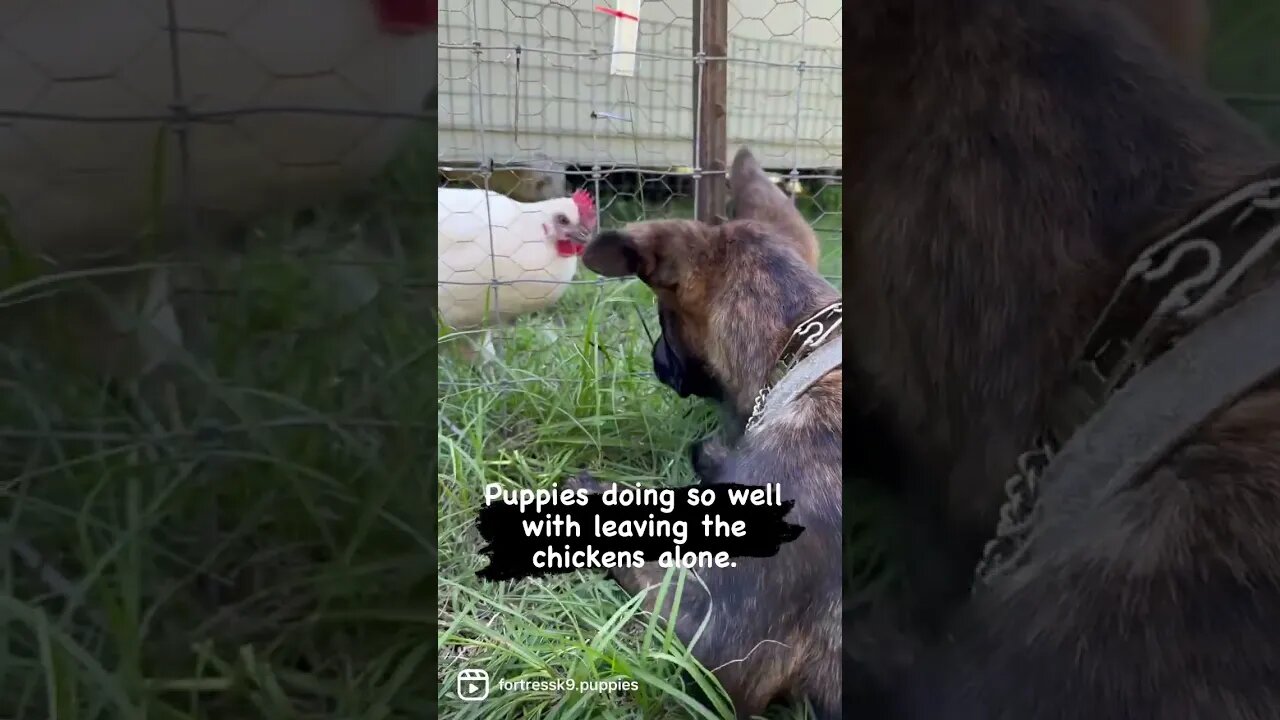 Puppies learning to leave the chickens alone. #dutchshepherd #puppy