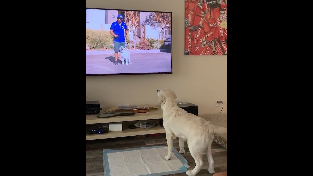 Dog Sees Itself On TV With Trainer, Does Happy Dance