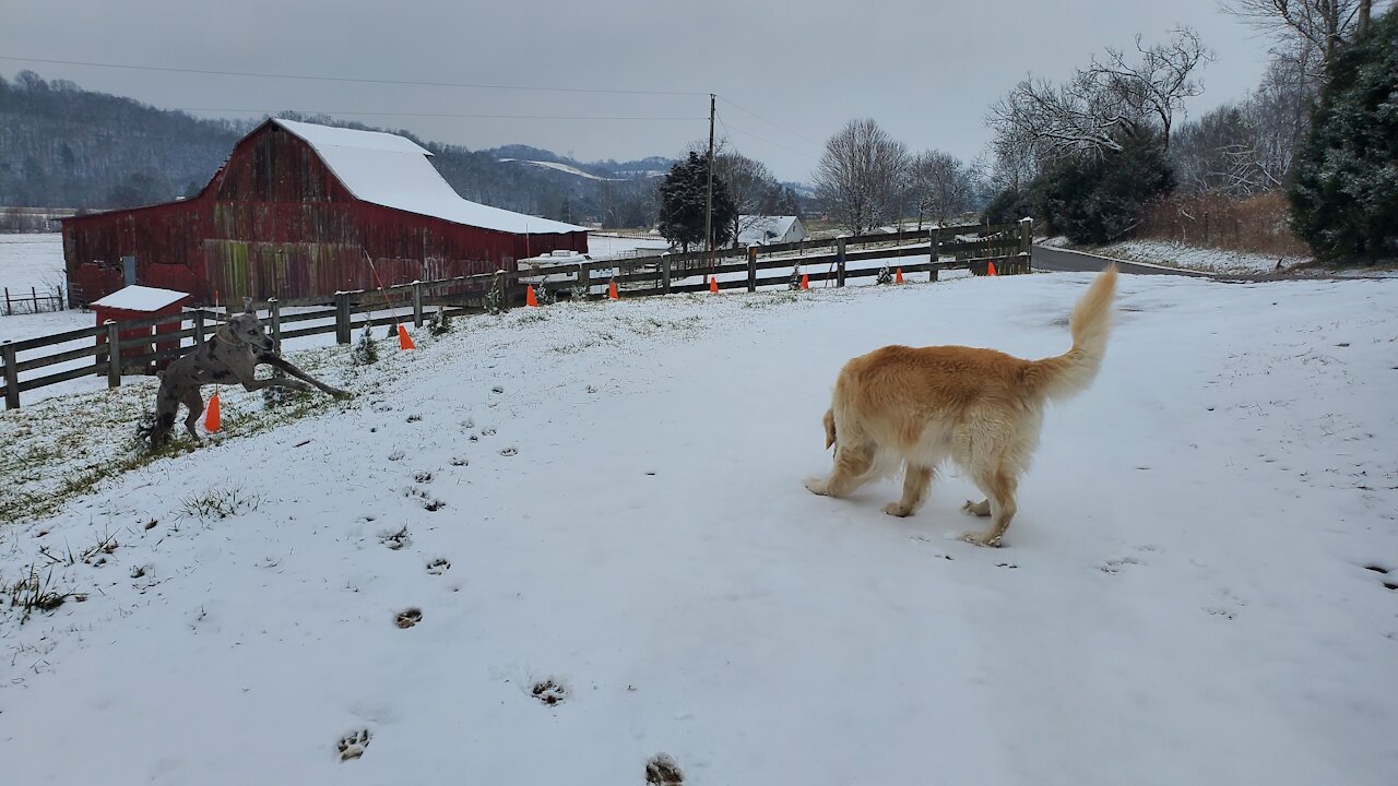 My Golden Retriever Enzo Wolf and his first Birthday in the snow.