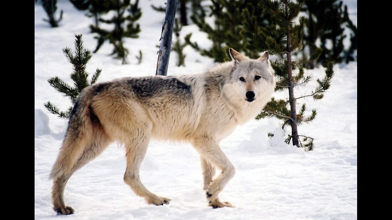 Idaho Wolves howling in unison