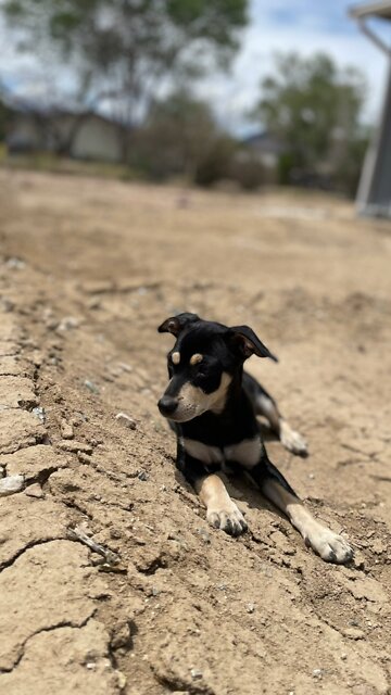 Another Life Lesson From My Puppy Rocket: Run as if You’re Running for a Prize