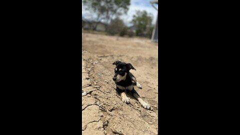 Another Life Lesson From My Puppy Rocket: Run as if You’re Running for a Prize