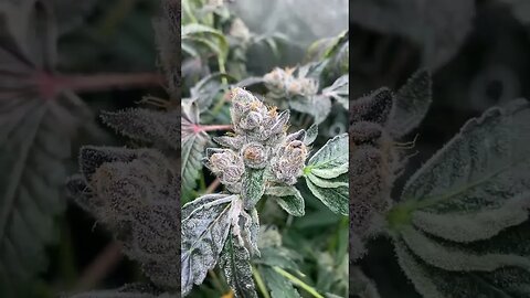 Forumz Day 65 (Forum Cookies x Runtz)