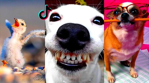 Mixed funny animals fail compilation 😂