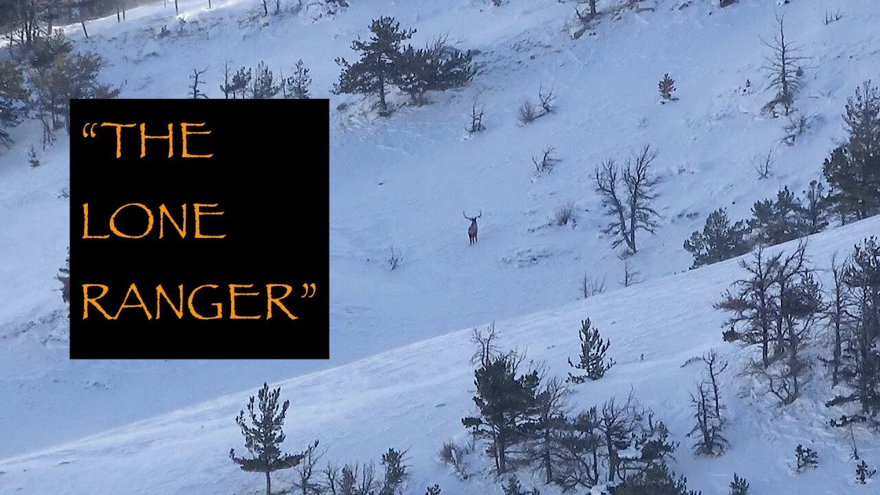 "The Lone Ranger" Bull Elk Alone on the Winter Range Time Lapse