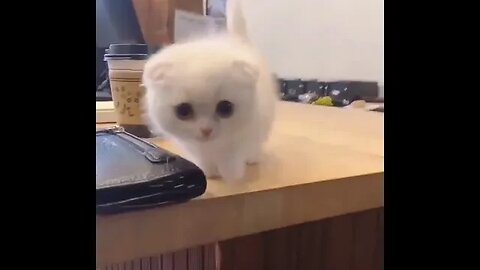 PLAYING CAT VIDEO MEAWWW