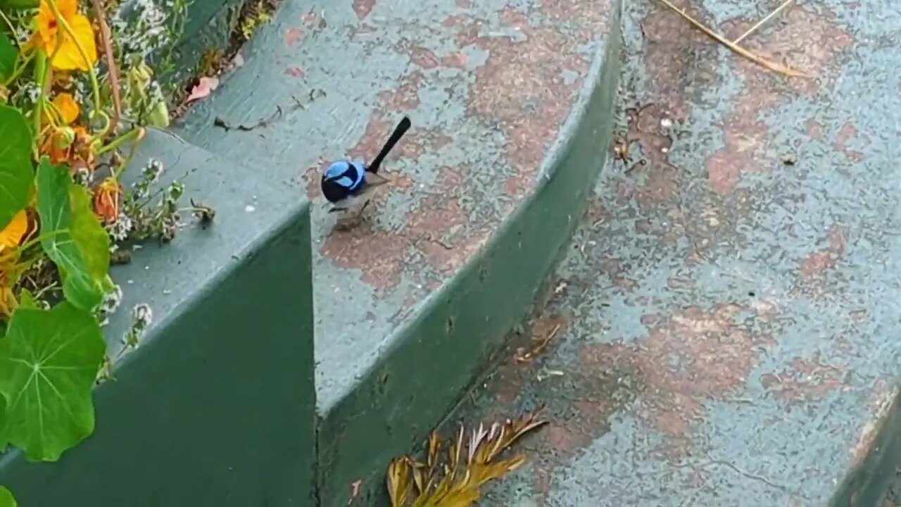 Officially Australians Favourite Bird | The Fairy Wren | Today's Visitor