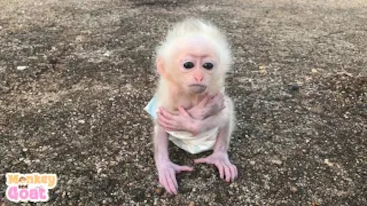 Baby Monkey Sulking