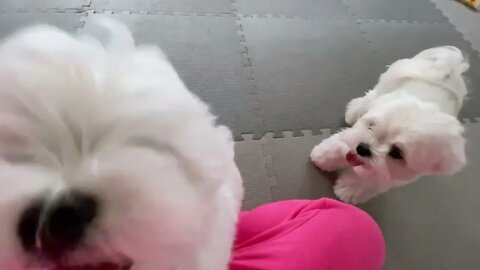 MY DOG'S CRAZY REACTION WHEN WE GOT A NEW PUPPY