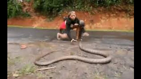 Empty hands to catch king cobra