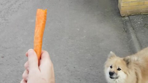 Dog eats carrots