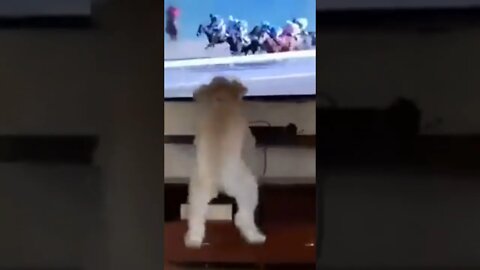 dog funny reaction