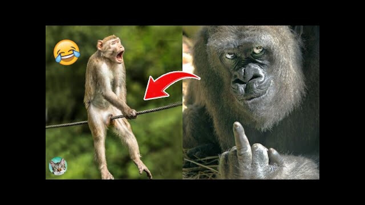 Funny Monkey Memes🙉 - Animals Videos 2021| Amazing Animals