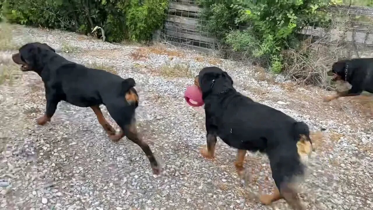 I Come Home After A Week, And My Rottweilers Did This