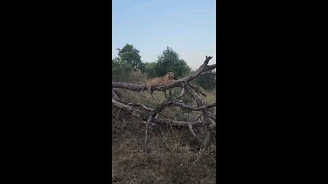 Brute strength 💪 🐆 The Maxim’s male hoists his impala kill before a hyena could steal it.
