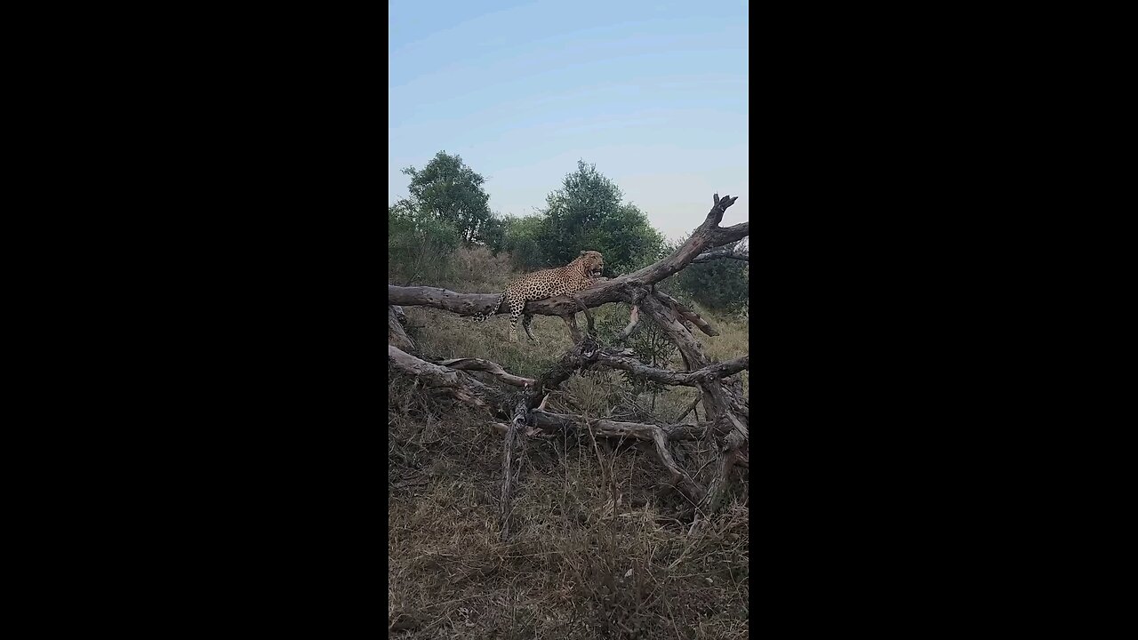 Brute strength 💪 🐆 The Maxim’s male hoists his impala kill before a hyena could steal it.