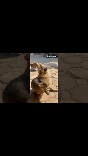 My friend is now exposed to the sun, no more dark days of life #dog #shorts #rescue #troll #vlog