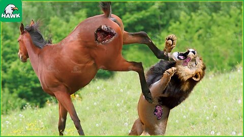 Bloodthirsty Brawls: Witness the Most Dangerous Animals in Combat"