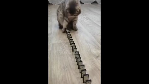 Smart cat playing domino