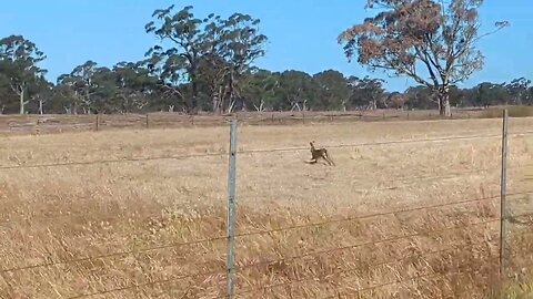 Rabbit on Steroids 😂💪