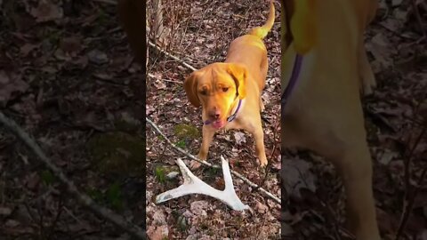 Oldies are still goodies! #shedhunting #sheddog #mooseantler #sheds #outdoors #moose #labrador