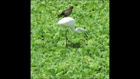 birds on water plants
