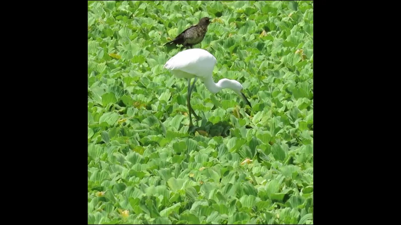 birds on water plants