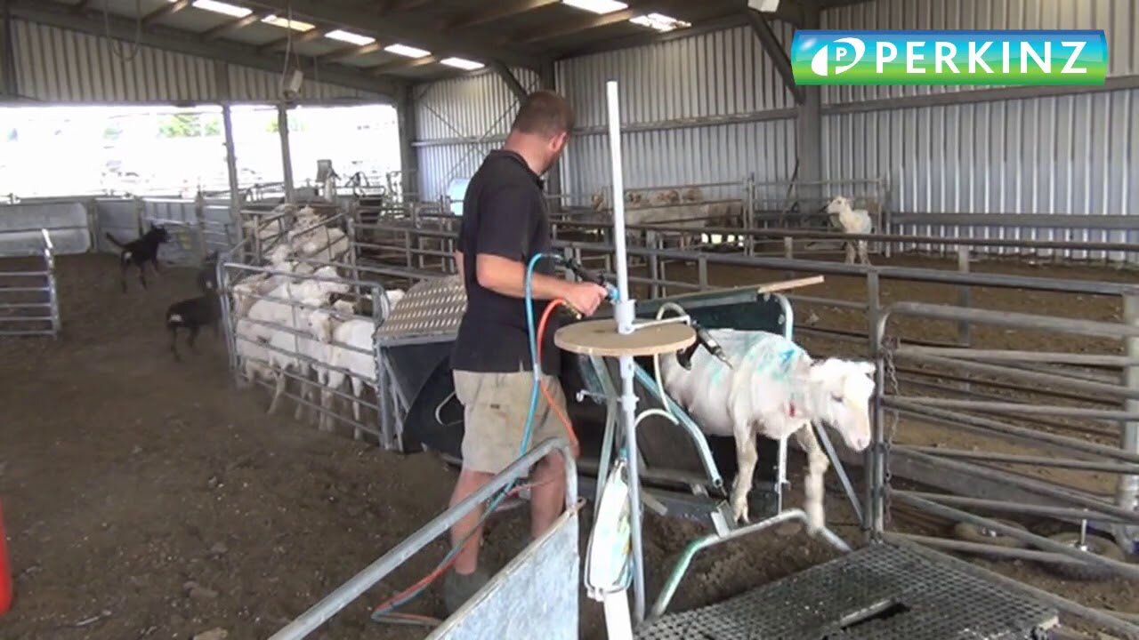PERKINZ DrenchMaster Sheep-handler. July 2019