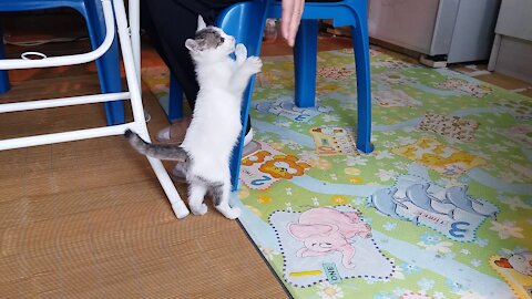 Cat who want to play together.(48day old cat - part6)