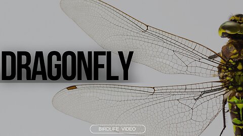 ENTOMOLOGIST Shares Top Dragonfly Secrets!