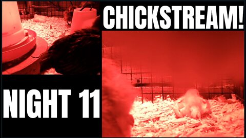 CHICKSTREAM! Night 11 - They're Gettin' BIG!