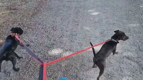 DOGWALKING what is in it for your DOGS and YOU THE OWNER BOSS WALKER to gain?