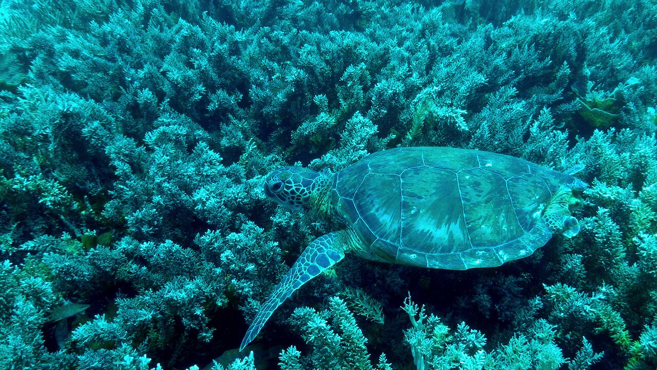 Pacific green turtle calmly eats as scuba diver watches enthralled