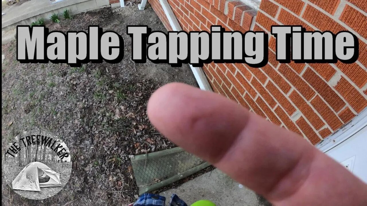 First Time Tapping Maple Trees