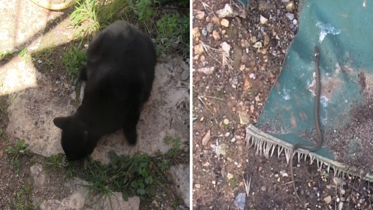 My cat and the little snake boy what happened!!!