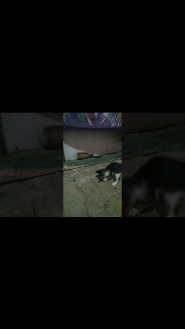 Lagi Main Mobil - mobilan Sendiri.