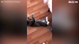Cachorro arrasta gato pela coleira para “brincar”