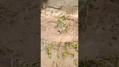 Choti si gardening