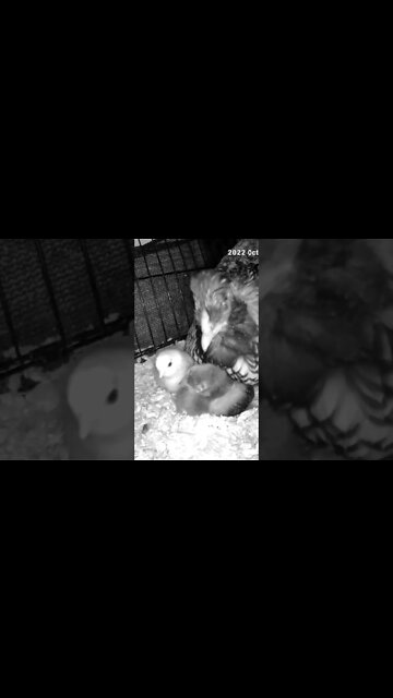 Checking on Chicks abandoned by mother are put in with another hen and her chicks