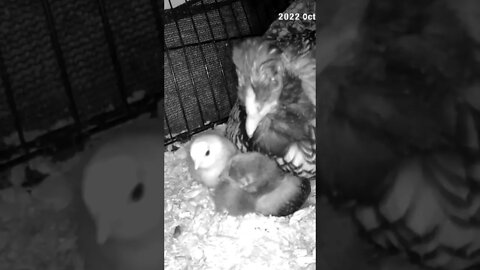 Checking on Chicks abandoned by mother are put in with another hen and her chicks