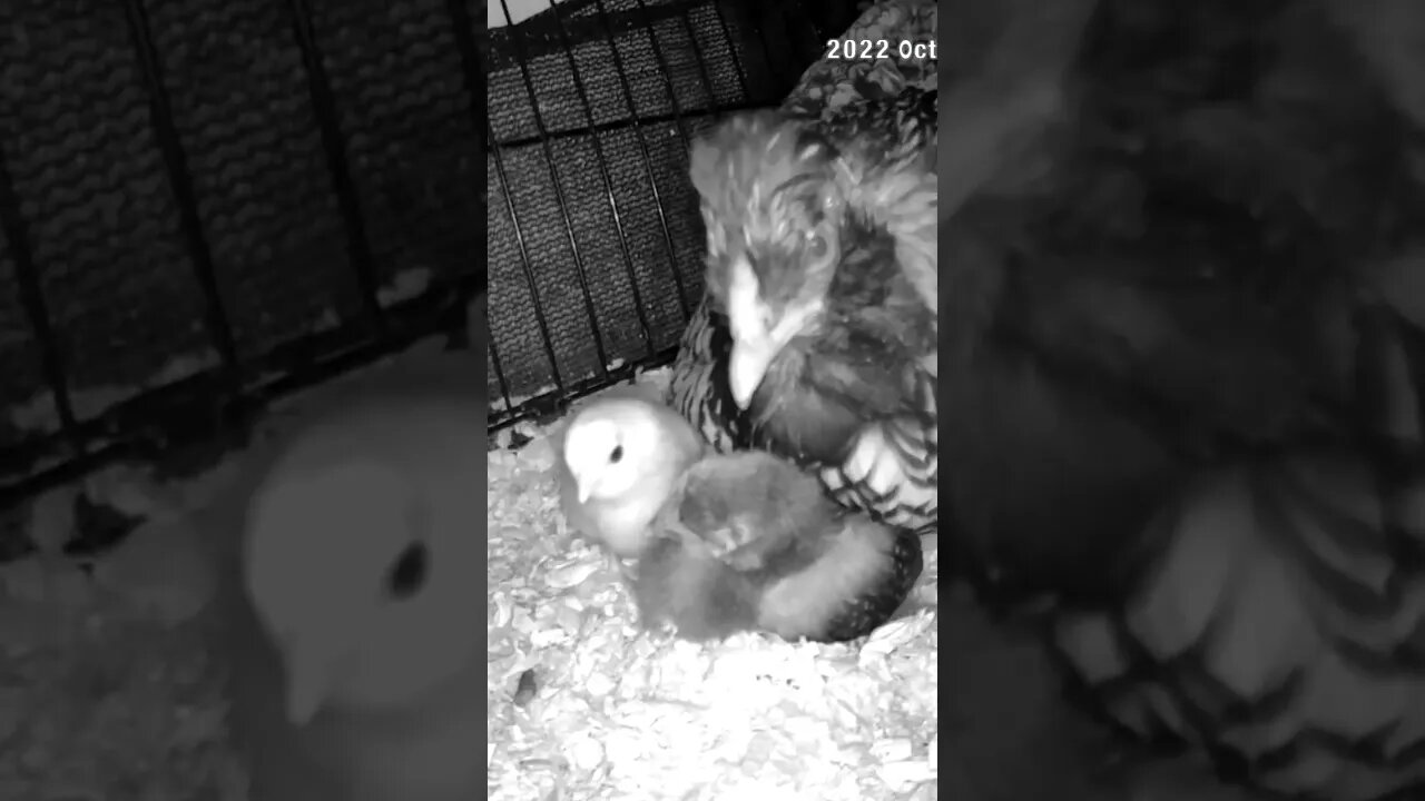Checking on Chicks abandoned by mother are put in with another hen and her chicks