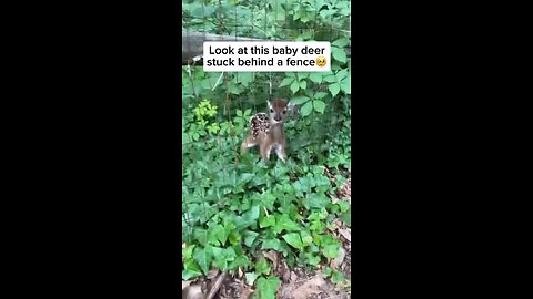 Baby deer