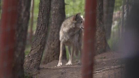 Supporters, farmers at odds over reintroducing wolves to Colorado