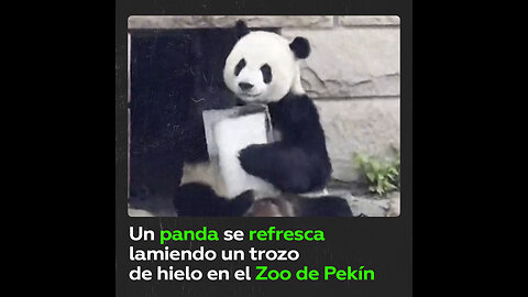 Un oso panda lame hielo para combatir el calor estival en el Zoo de Pekín