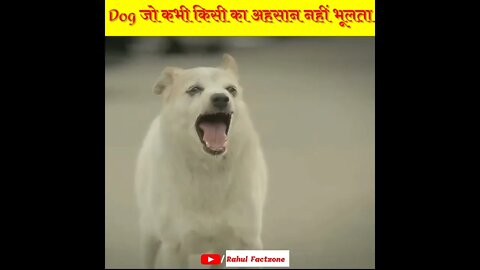 Dogs जो कभी किसी का अहसान नहीं भूलते 🐕 | Rahul Factzone