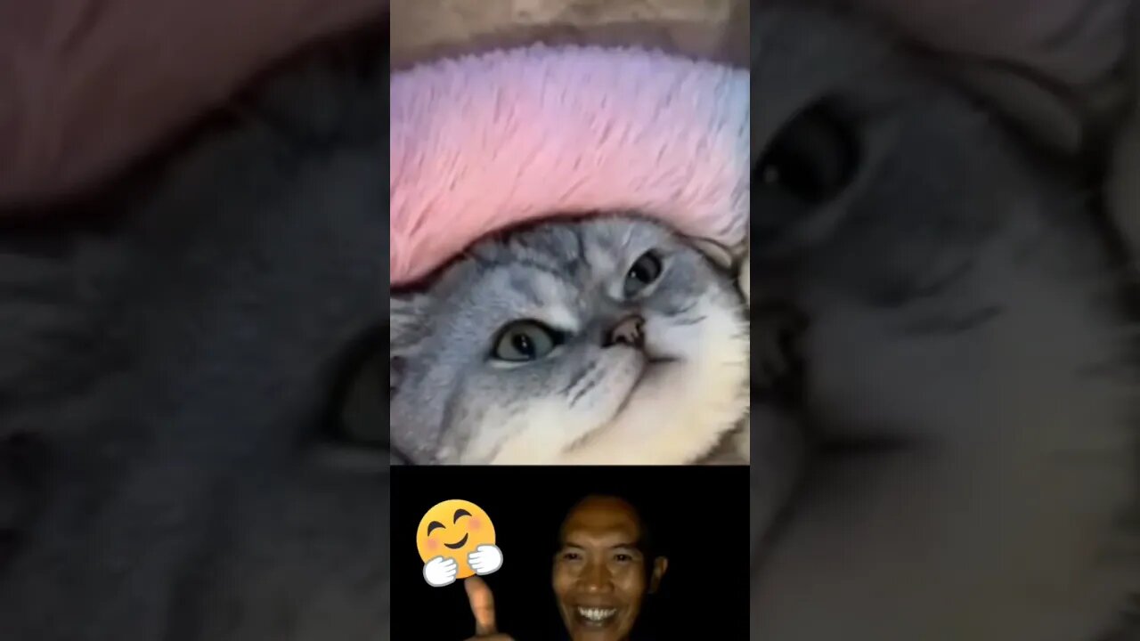 kucing aja pakai bh masa lho gak pakai #meme #memeviral #memesvideo