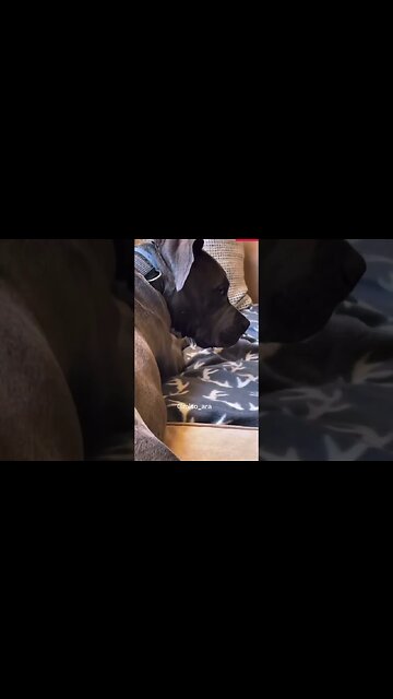 Slap your dog bum 🤣😂#dog