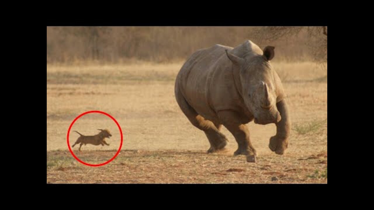 Funny Animals Reaction - Try Not To Laugh With Dogs And Cats 2020