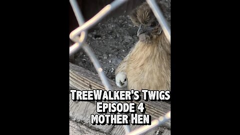 TreeWalker's Twigs Episode 4: Mother Hen