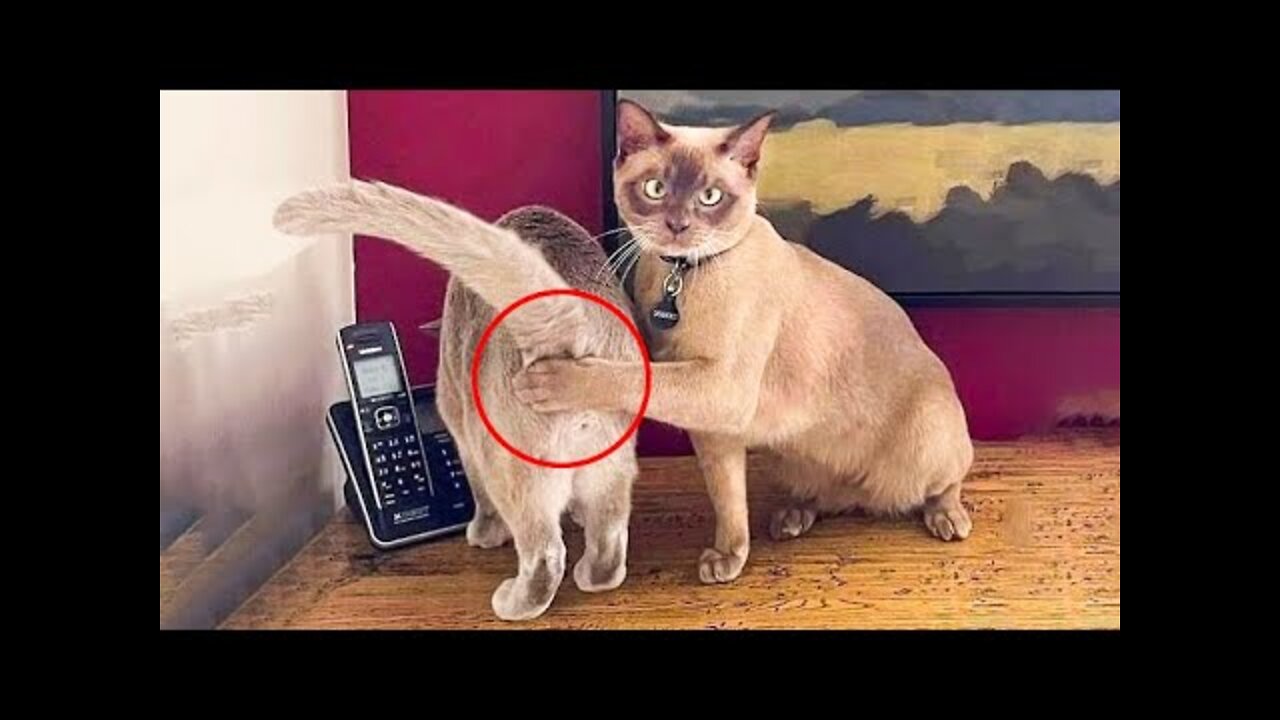 😂 LAUGH Non-Stop With These Funny Cats 😹 - Funniest Cats Expression Video 😇 - Funny Cats Life